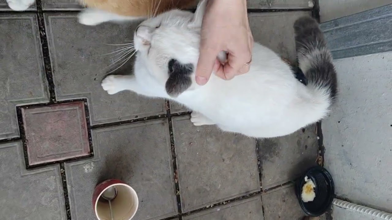 Вот где 🥹 верность и преданность 🐱🐱