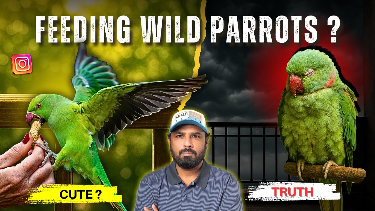 The Dark Truth Behind Feeding Wild Parrots in India | #ShaikhTanveer #Parrot 