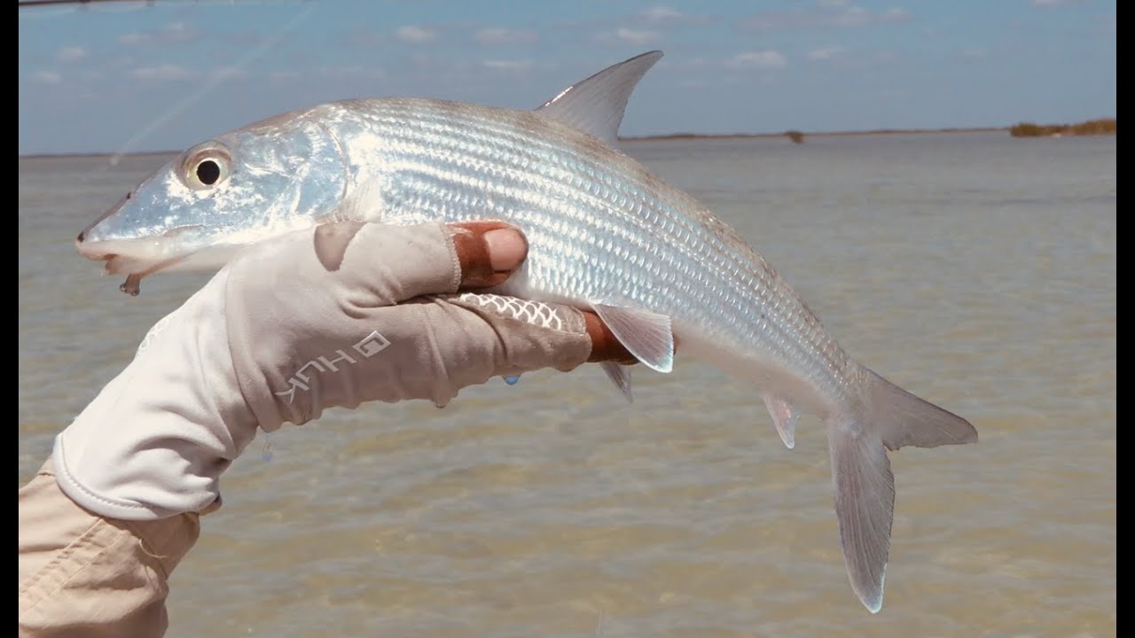 Fly Fishing for Bone Fish  - Cuba. Hints and Top Tips for Fly Fishing for Bone Fish