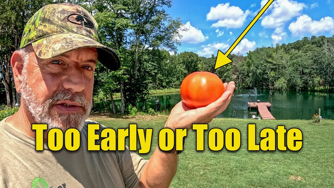 When Should You Pick Tomatoes