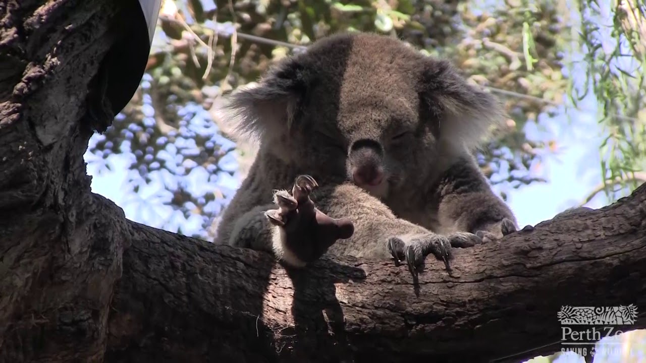 Koala Keeper Talk | Perth Zoo