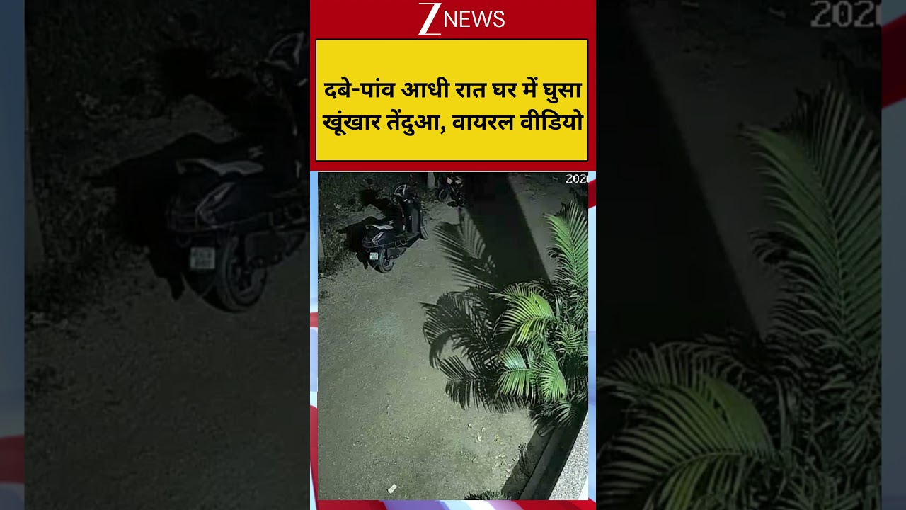 Leopard Viral Video: दबे-पांव आधी रात घर में घुसा खूंखार तेंदुआ, वायरल वीडियो! Mumbai News| ZEE