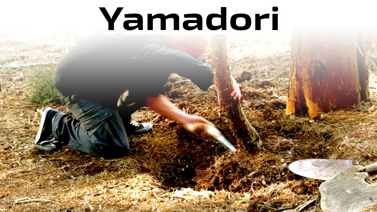 Yamadori: El Rescate de un Ciprés - Tutorial