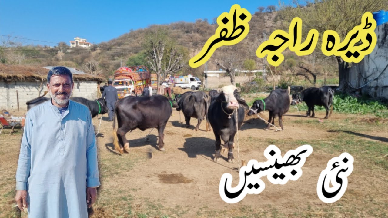 Very New and rare breed buffaloes have arrived in Kanaily @cattlezone4466 