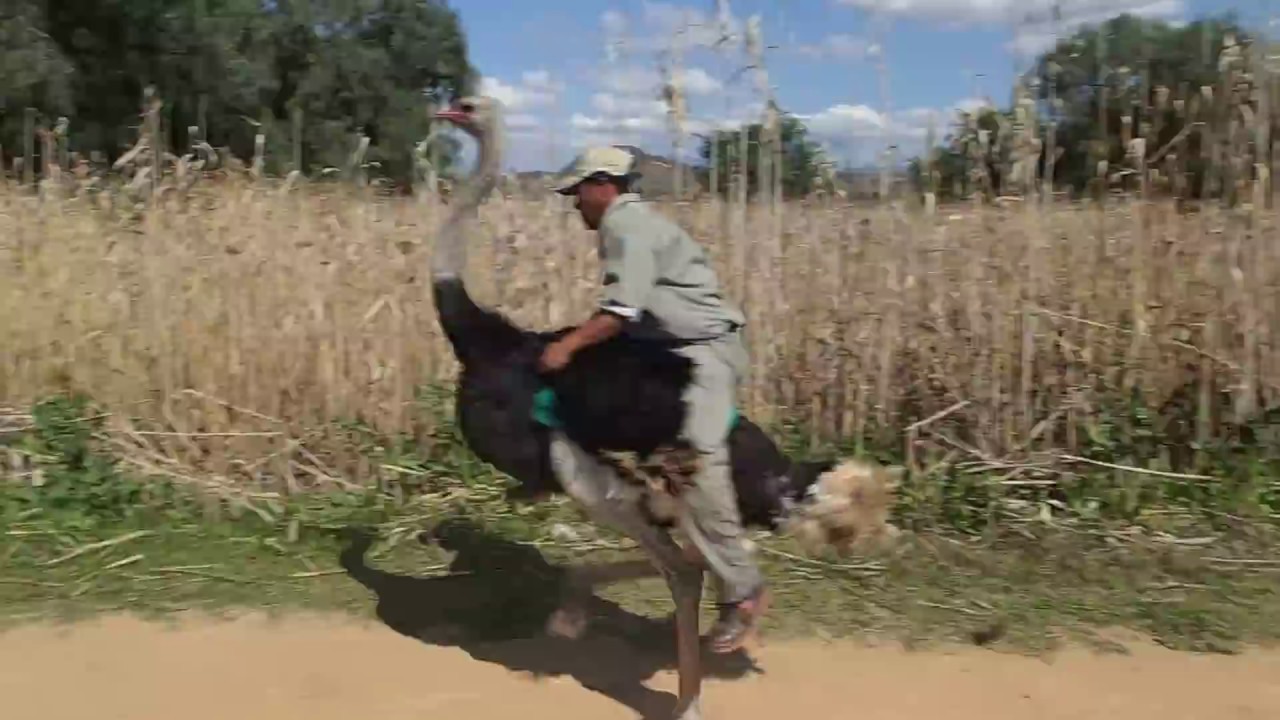 Ostrich race, Highgate farm, Oudtshoorn