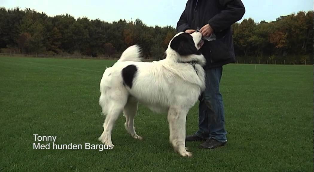Dansk Politihundeforening - sådan træner man hvalpe.