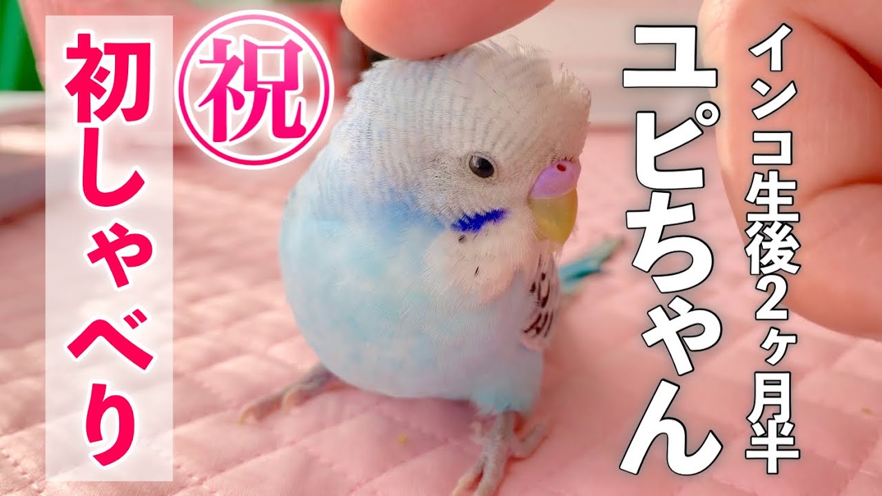 【セキセイインコ】祝！ユピちゃん初しゃべり【生後2ヶ月半】