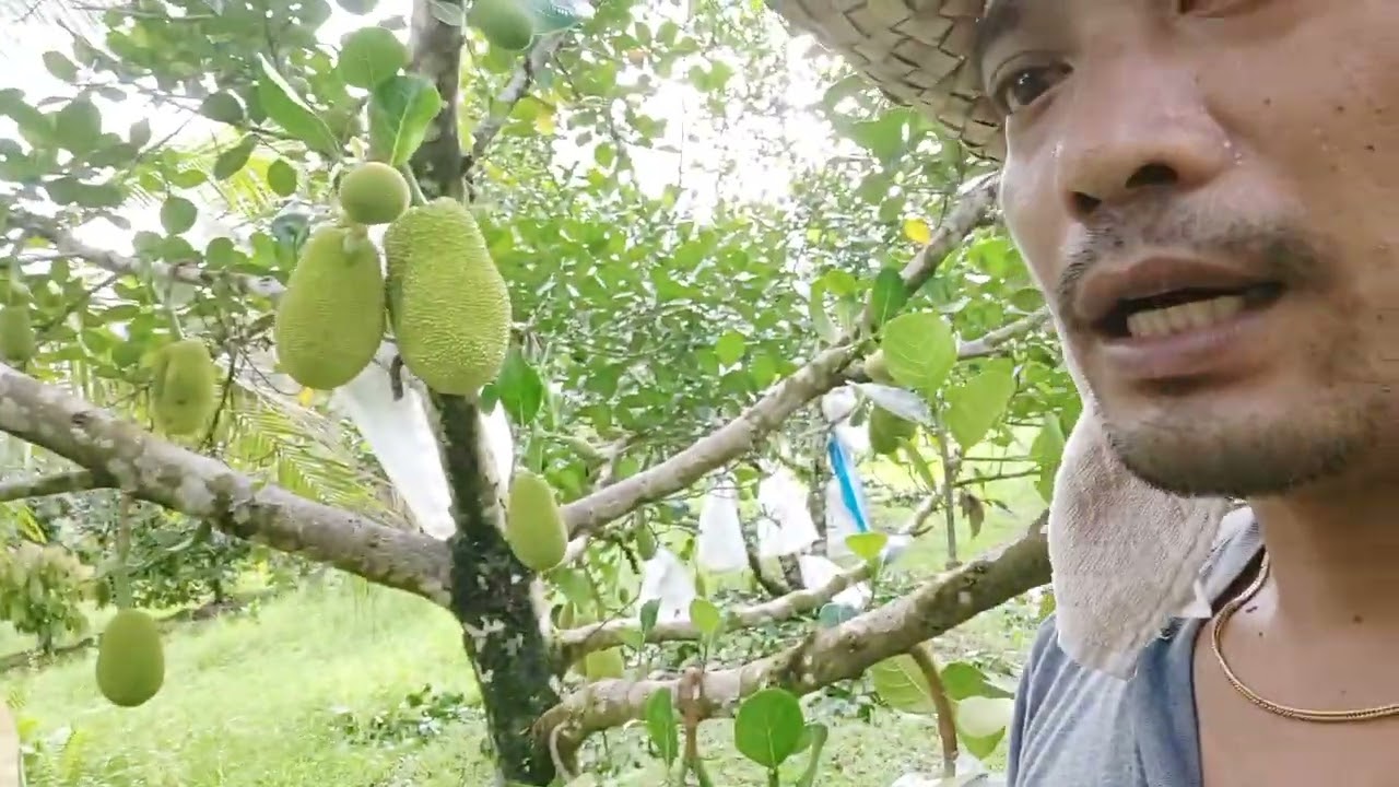 jackfruit bagging, basic care and management