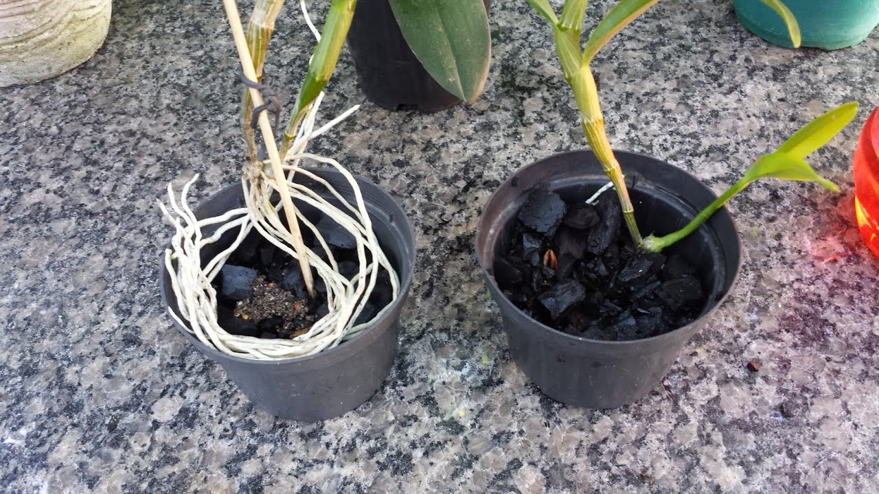 Orquídea no Carvão - Acelerando a Adaptação