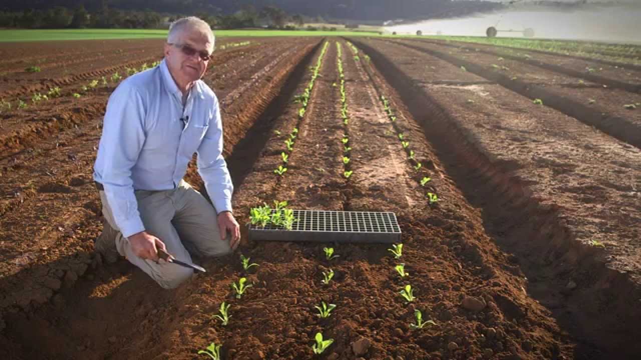 Transplanting Vegetable Seedlings