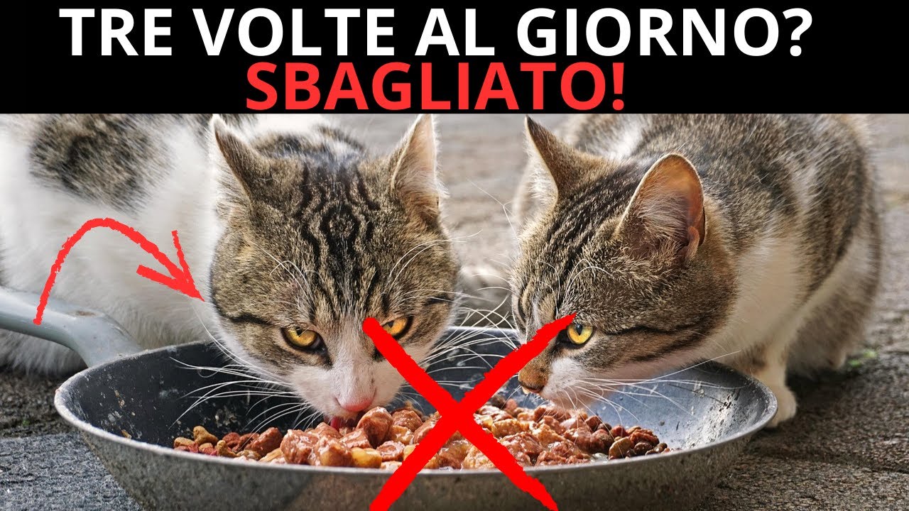 L’Errore Nell’Alimentare il Tuo Gatto Che il 90% dei Proprietari Ancora Commette!