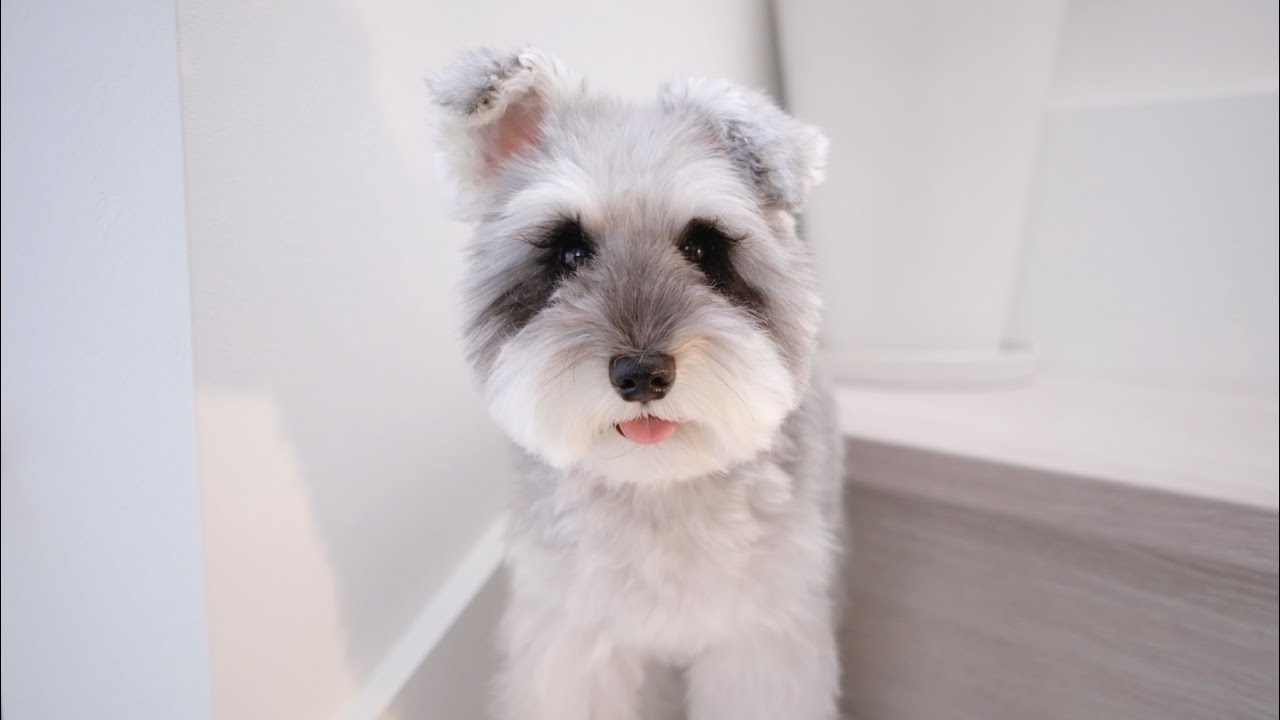 もじゃ犬をお風呂入れてトリミングしたら可愛くなりました【シュナウザージジトト】