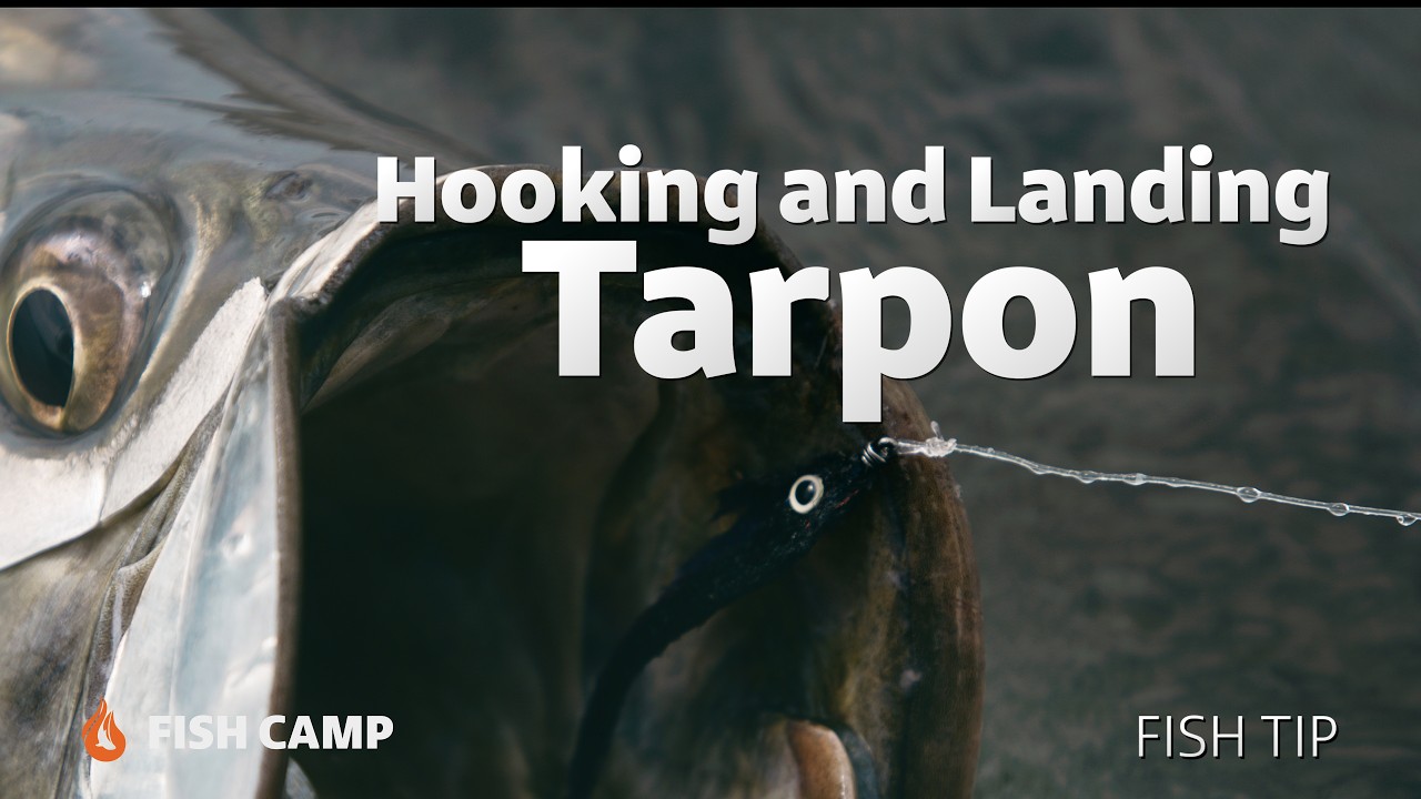 Fly Fishing for Tarpon: Tips for Hooking and Landing Fish