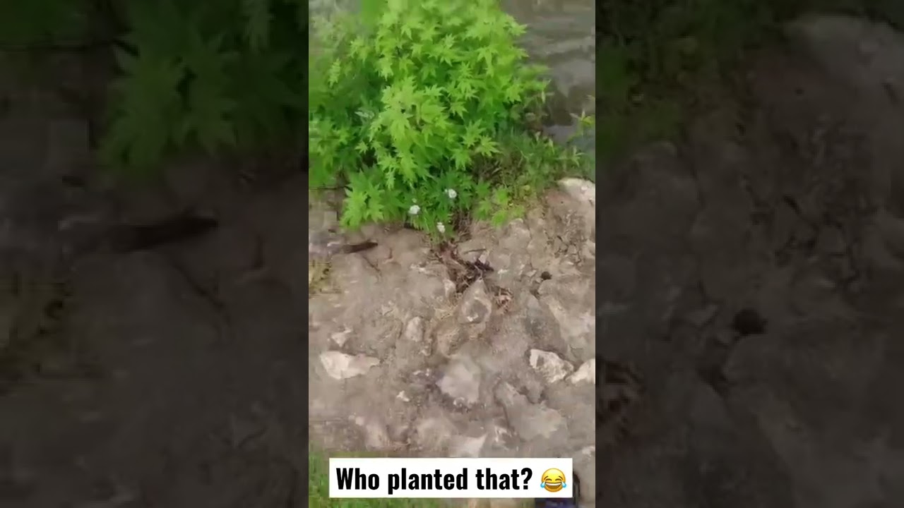 Дикая марихуана на моем рыболовном месте