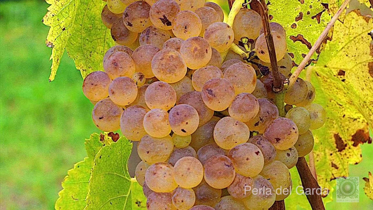 Perla del Garda - Lonato del Garda (Winery Tour)