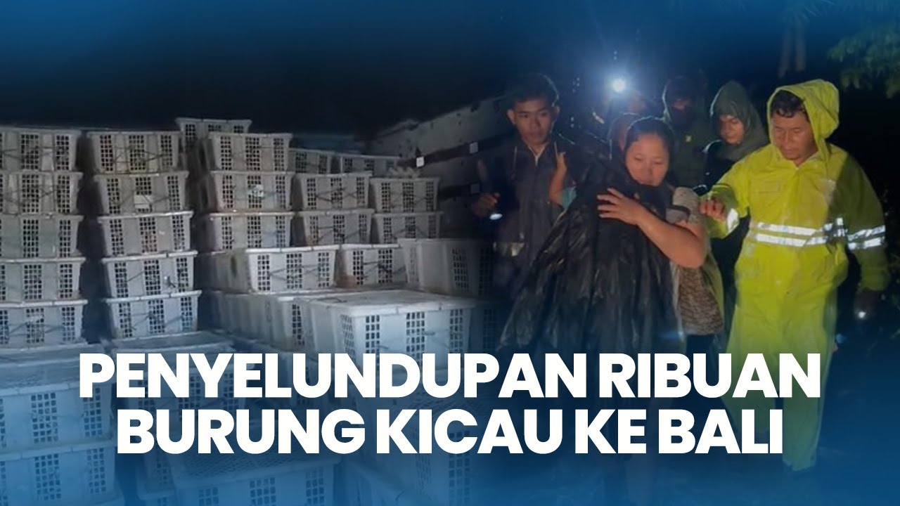 Ribuan Burung Kicau Hendak Diselundupkan ke Bali, Tengah Malam Digagalkan Aparat di Padang Bai