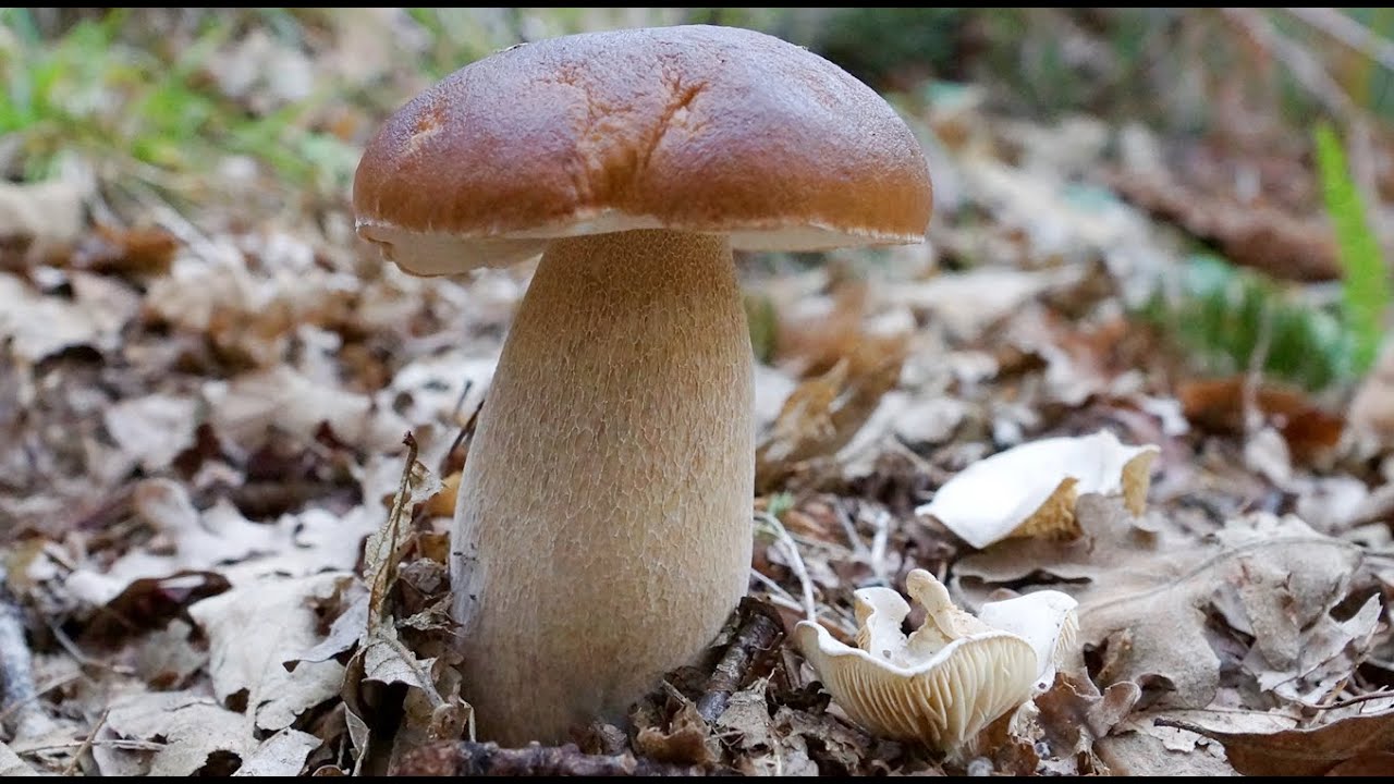 La chivata de los Boletus edulis, Clitopilus prunulus, Molinera, The Miller