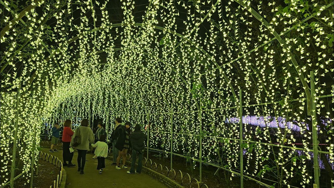 Winter wisteria? Explore Ashikaga flower park!!!
