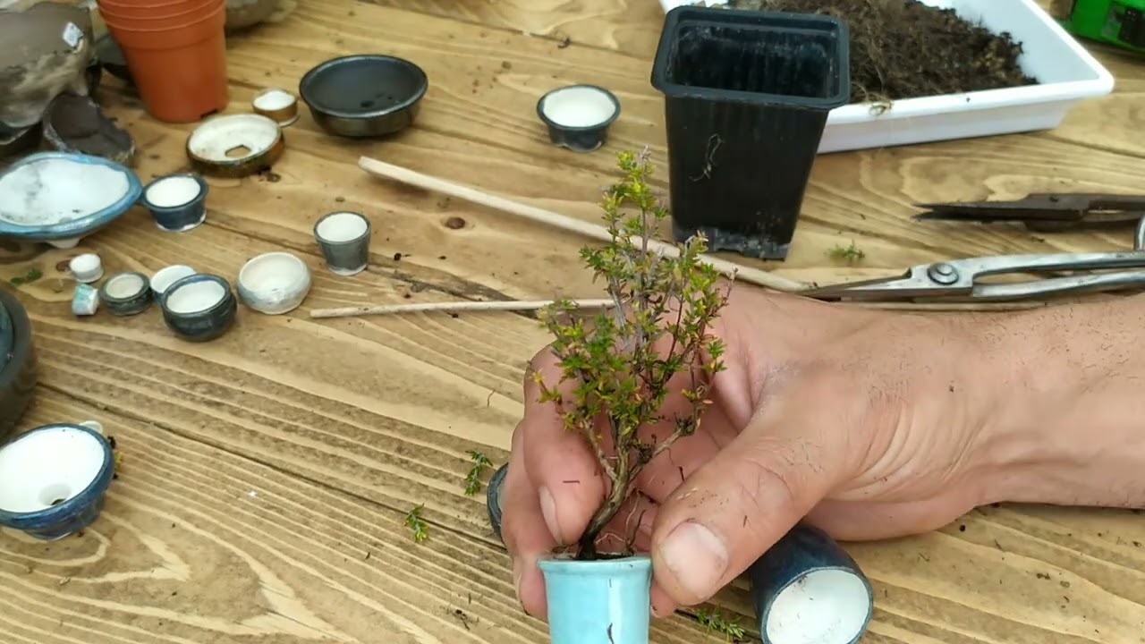 Asi hago un bonsai tamaño Shito!