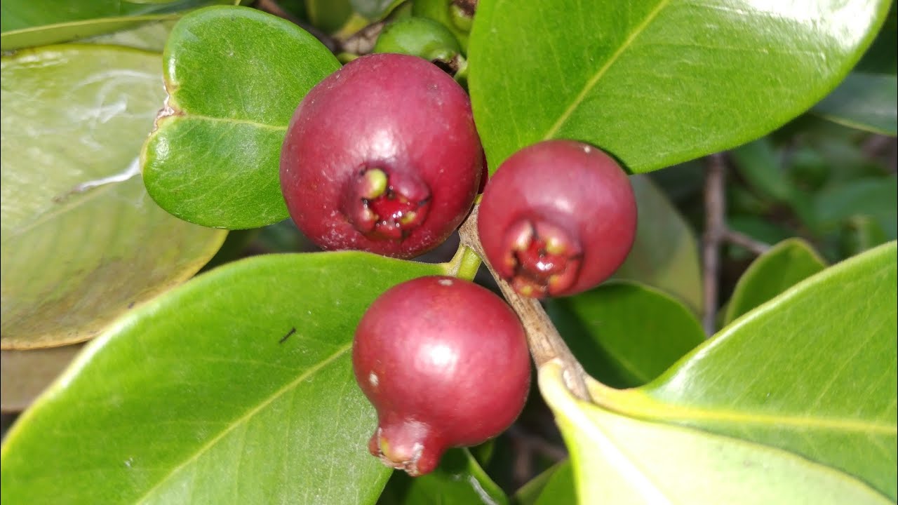this Guabiroba turns out to be a Strawberry Guava (Psidium cattleianum)