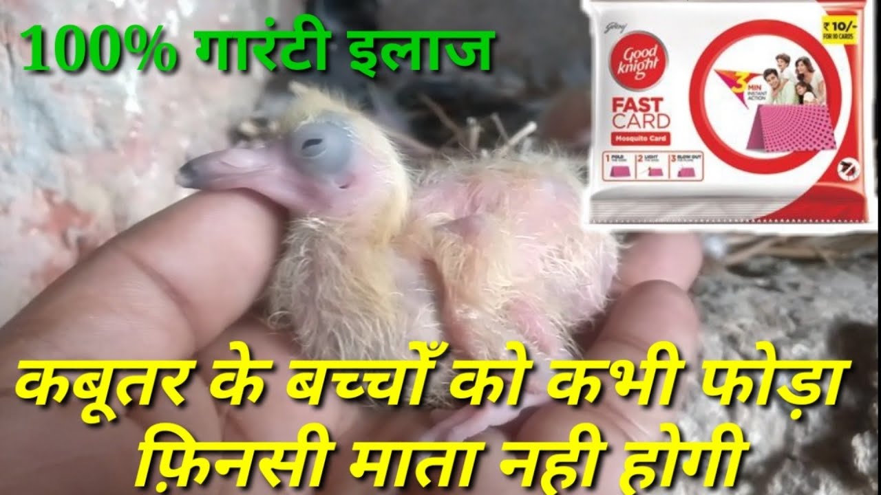 100% guaranty ilaj Kabutar ke chhote bachchon ke kabhi finsi foda mata nhi hogi