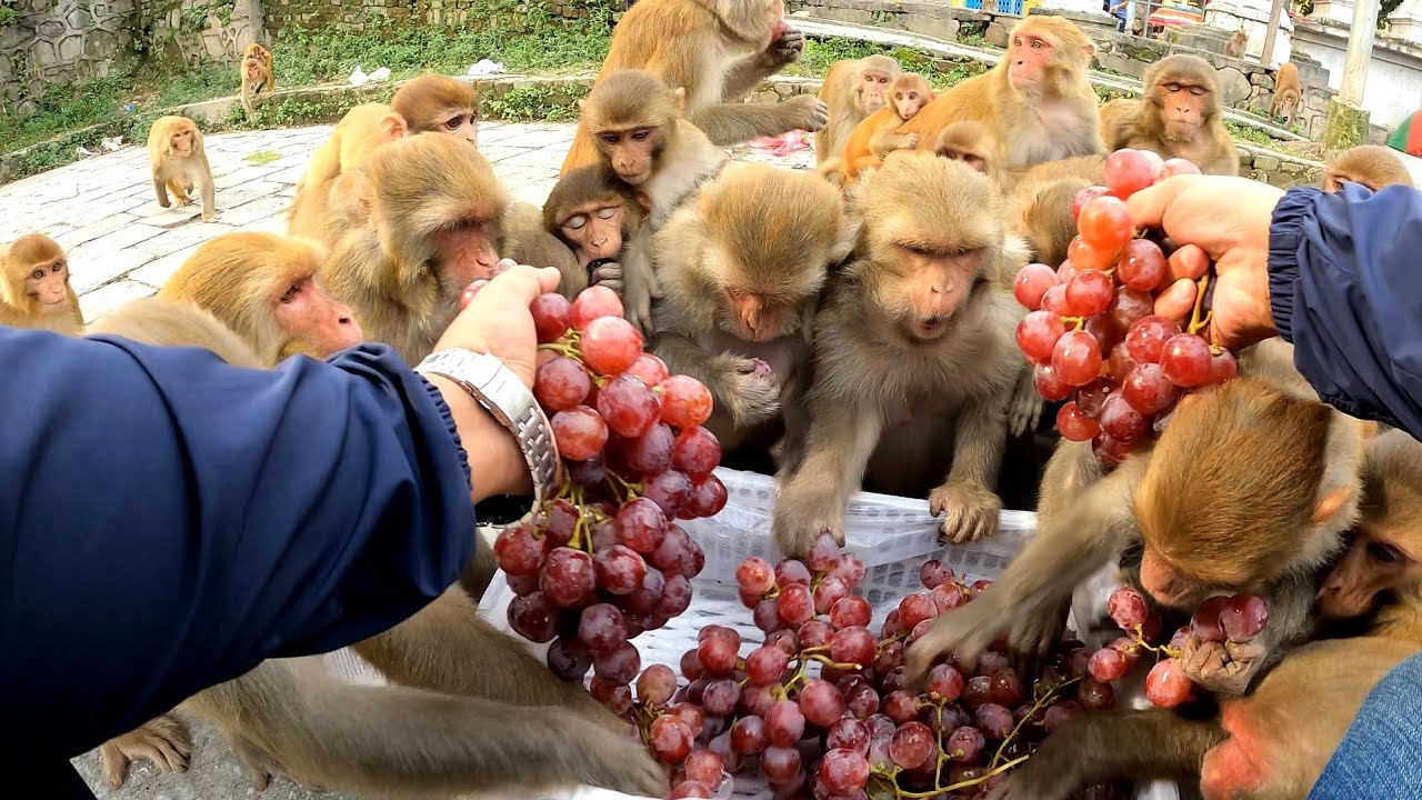 Feeding Australian red grapes || monkey love grapes || monkey eat grapes video