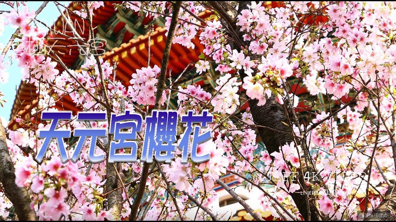 -淡水 天元宮-吉野櫻 (桜Sakura)-櫻花旅行と観光-(4K video 影片)-TAMSUI Origin of the temple Taiwan #jeff0007