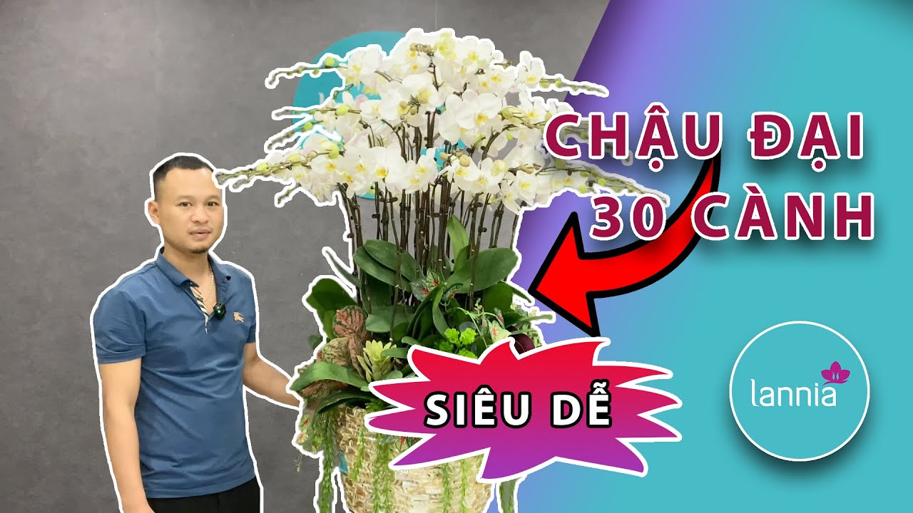 Hướng dẫn cắm chậu lan Hồ Điệp l&ecirc;n tới 30 c&agrave;nh! |Ho&agrave;ng Nghiệp Hoa Lan