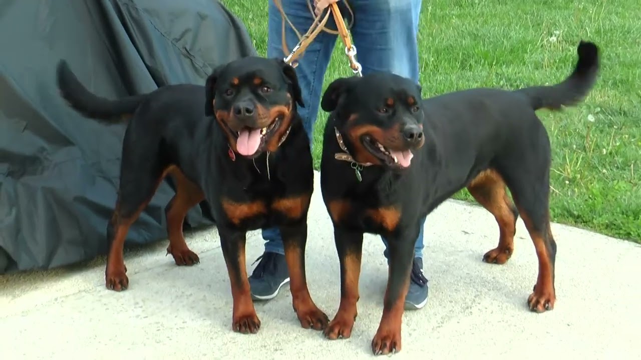 CANI ROTTWEILER - sono davvero cattivi?