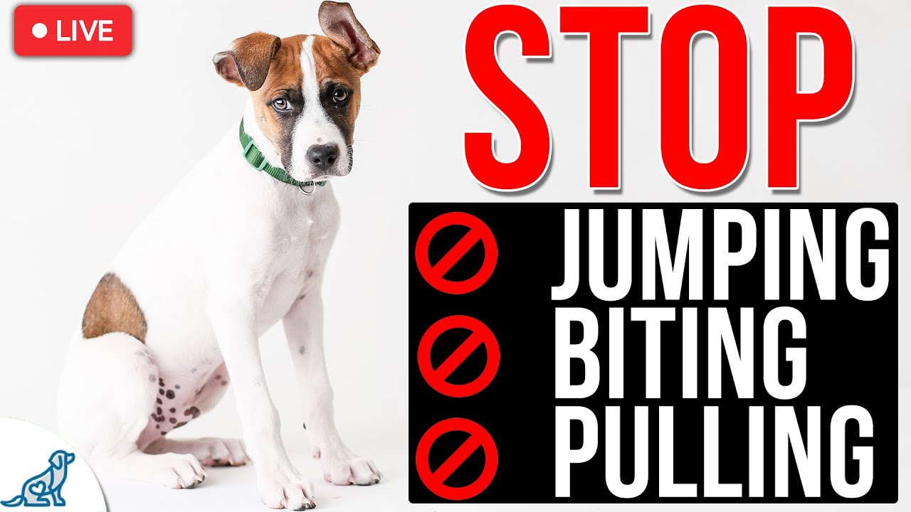 3 Dog Training Steps To STOP Any Unwanted Behavior!