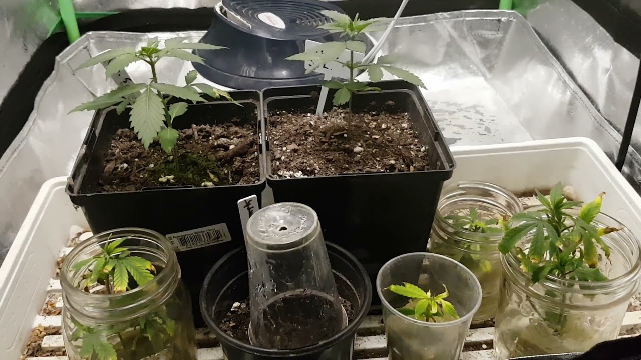About time to #transplant Michigan Stinky Larry. A Cannabis Grow story #uf1000 #unitfarm