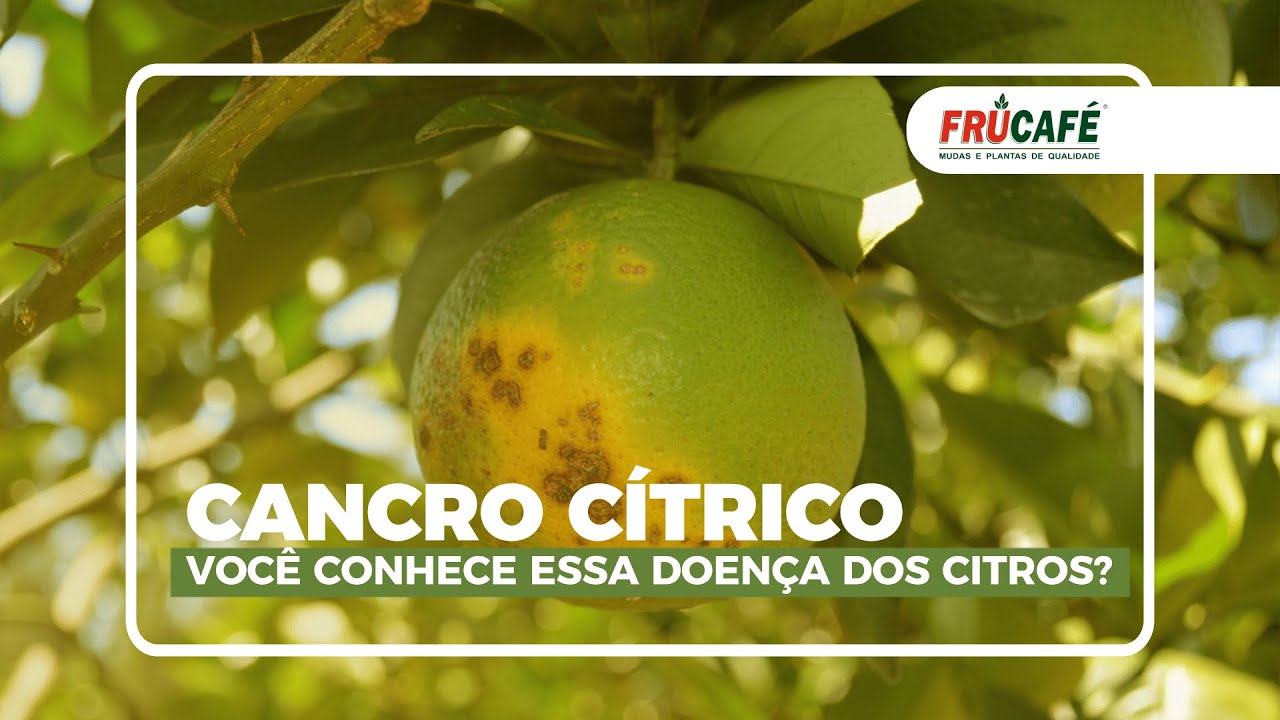 Cancro Cítrico, Você Conhece essa Doença dos Citros (Tahiti, Laranjas,...)?