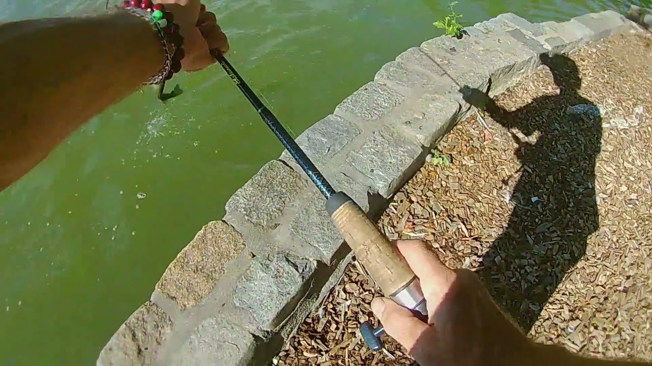 12 bass on the day - Prospect Park Brooklyn, NY