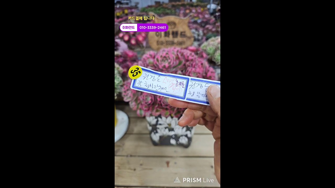 다남다육 (이화랜드) 라이브 스트리밍 중010-3339-2461문자주세요. 인천계양구이화동258-1