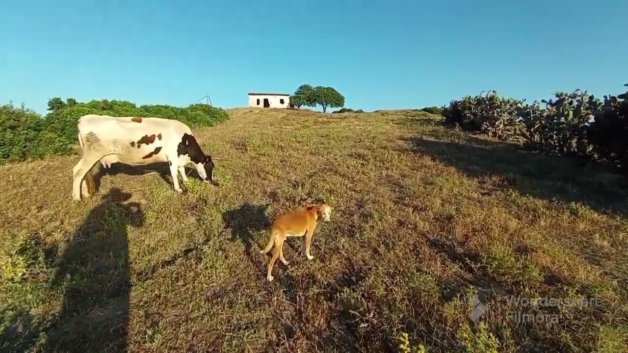 دار بلدية رائعة 🌳 وارض كبيرة جداً مساحتها 8هكتار تبارك الله😍0703740826الخميس انجرة طنجة 💥