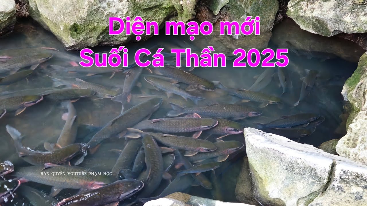 DIỆN MẠO MỚI SUỐI CÁ THẦN _ CHÀO XUÂN 2025
