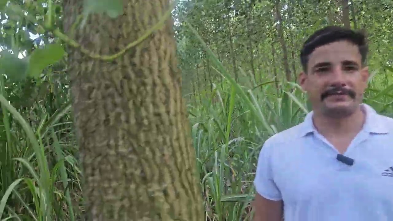 पॉपुलर खेती करो तो एसे वर्ना मत करो नौकरी के साथ शानदार पेड़ की किया तैयार ग्रोथ रिकॉर्ड तोड़ 