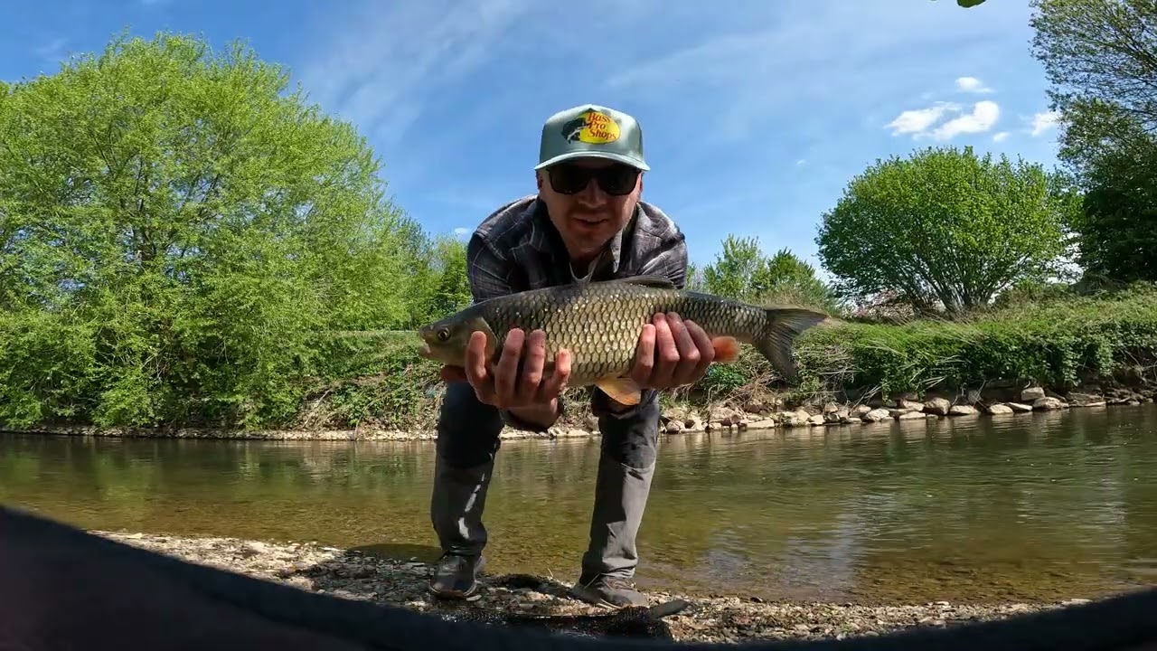 Big chub on a small stream