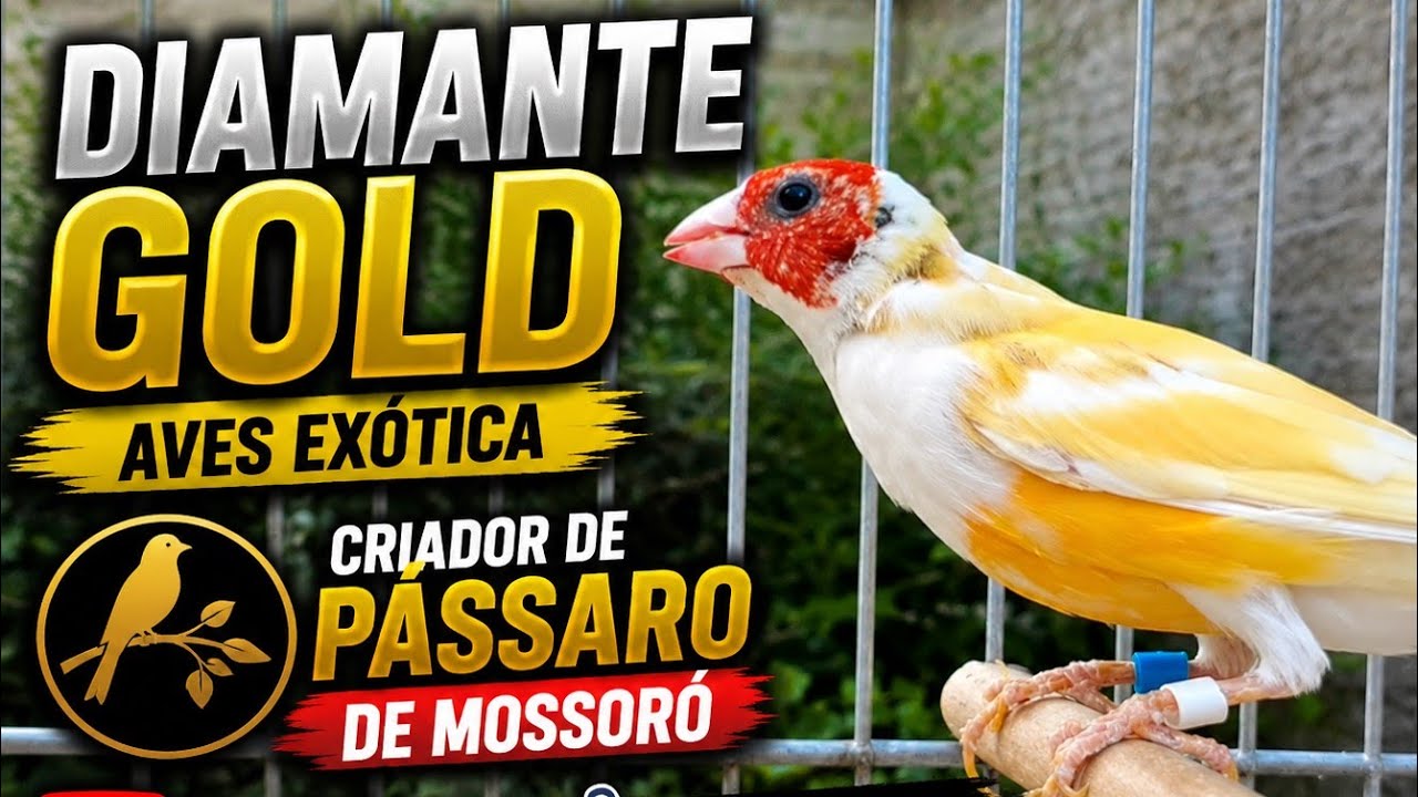 Diamante Gould em muda de penas dia 12 de abril de 2025.