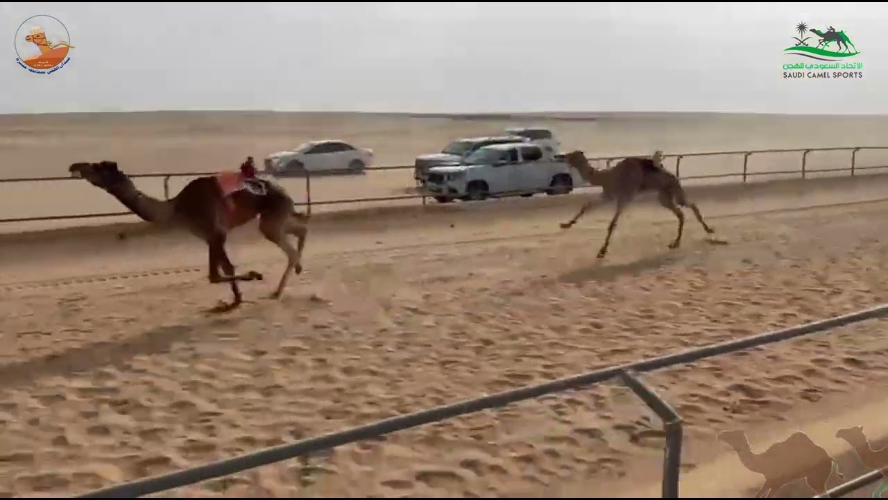 الشوط الاول قعدان جذاع /  الكايد عبدالله حمد الربيعان
