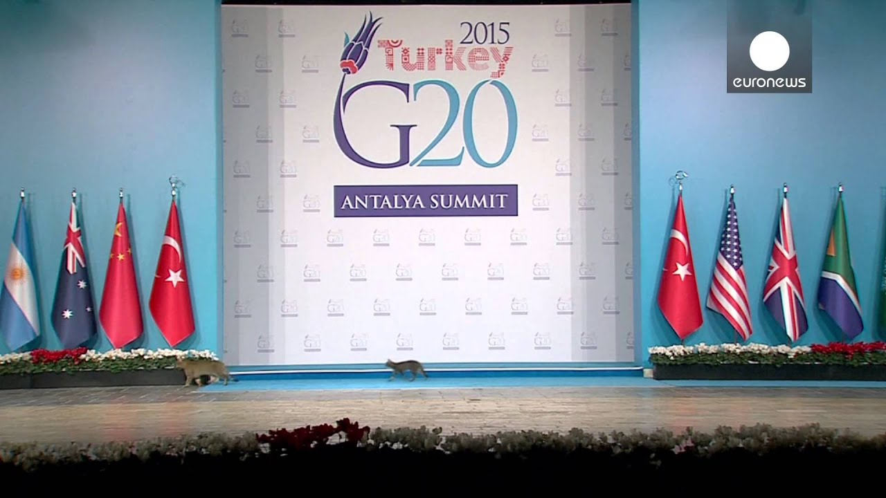 Cats invade G20 summit stage in feline security breach