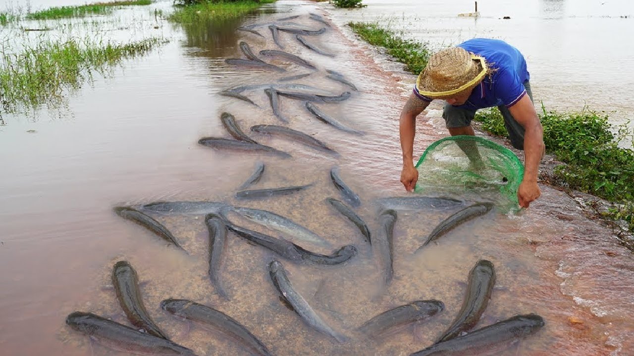 Catch a lot of Fish on The Road when raining