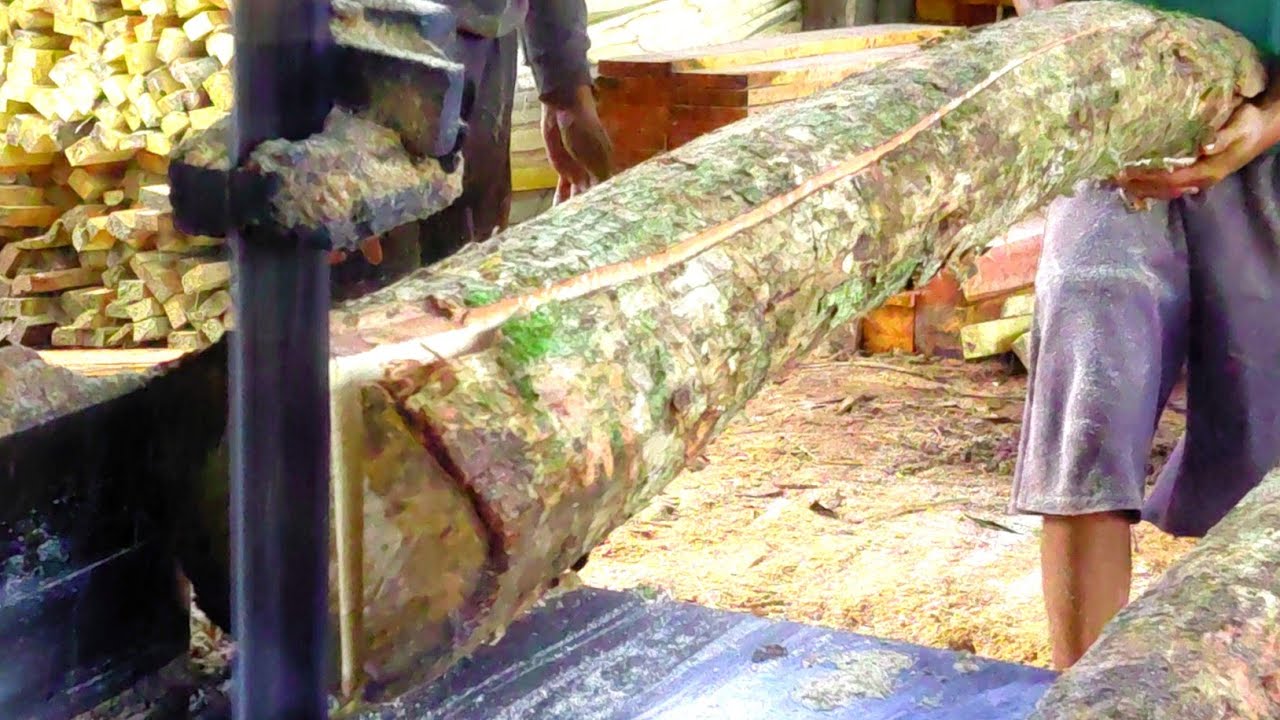 “1 Kayu Log Pecah di Antara Tumpukan! Nekat Digergaji di Sawmill”
