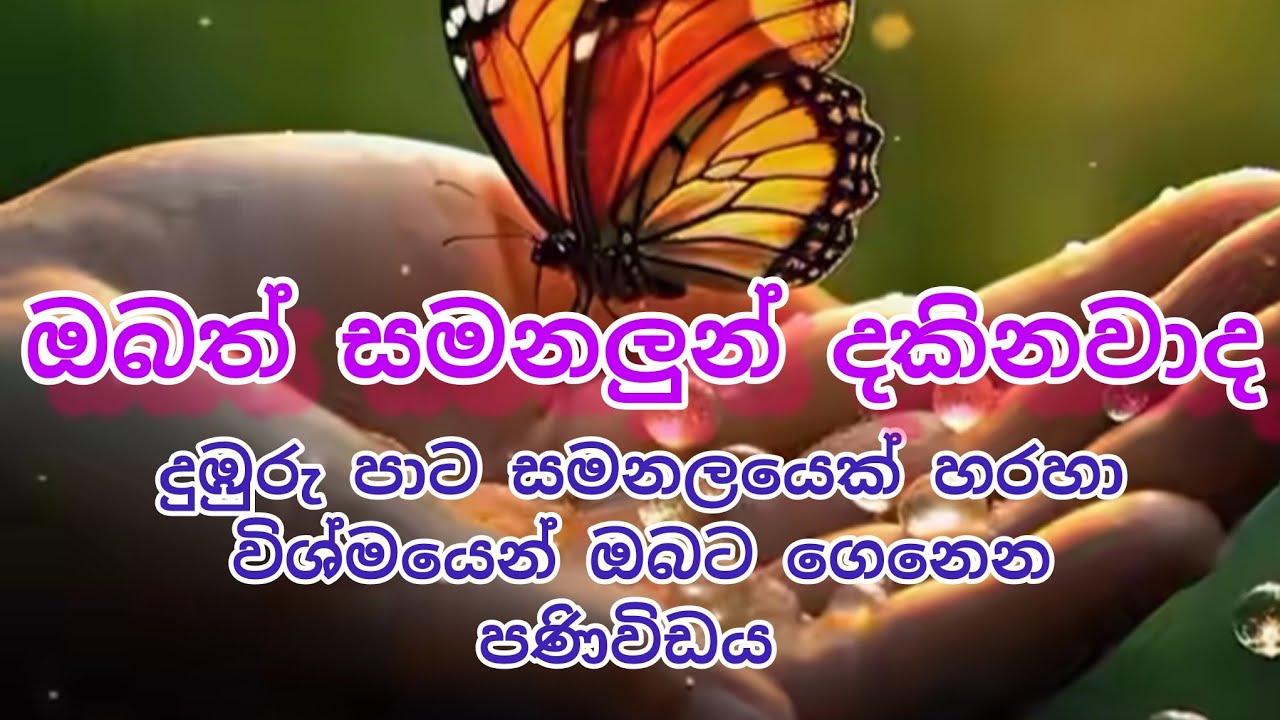 ඔබත් සමනලුන් දකිනවද?දුඹුරු පාට සමනලයෙක් හරහා විශ්වය අපට දෙන පණිවුඩය