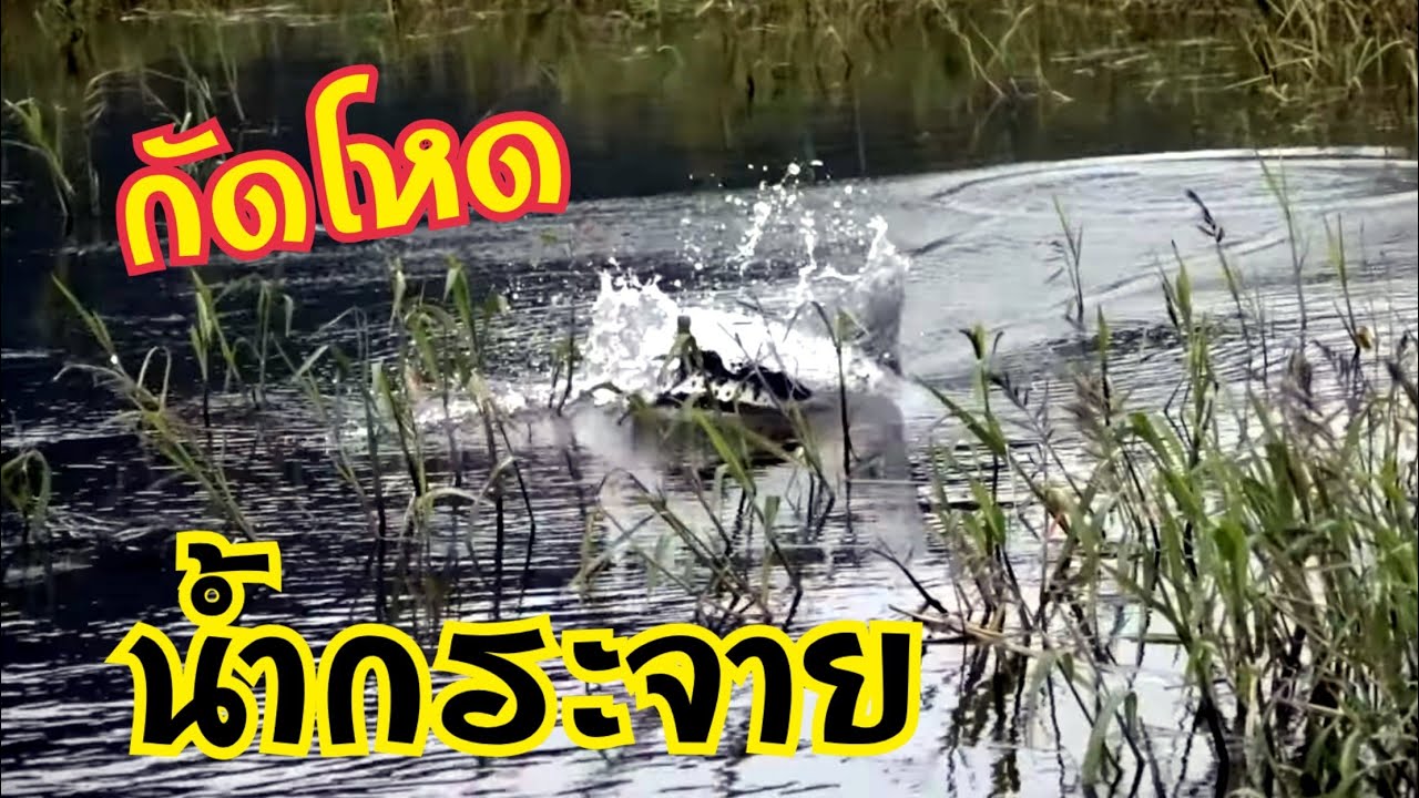 ไฮไลน์5 ชะโดสียัด ปะทะเหยื่อ SS snakeslash By xzuka tv.