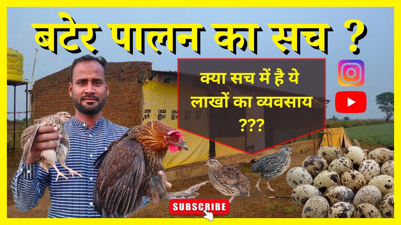 बटेर पालन का सच ? क्या सच में है ये लाखों का व्यवसाय ??? | Quail Farming | #quail #quailfarming