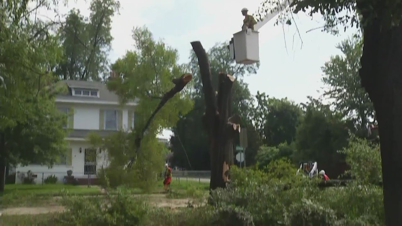 Augusta Engineers say arborist isn't needed as tree work expands