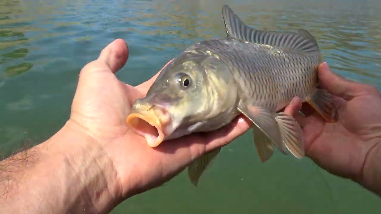 Sarp Kayalık Barajda Mehmet ve Erhan Abi ile Sazan avı Float Fishing For Carp Çekya 17. Bölüm