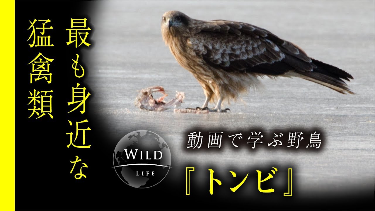 トンビ ／ 最も身近な猛禽類【動画で学ぶ野鳥】【Wildlife / bird Black Kite】