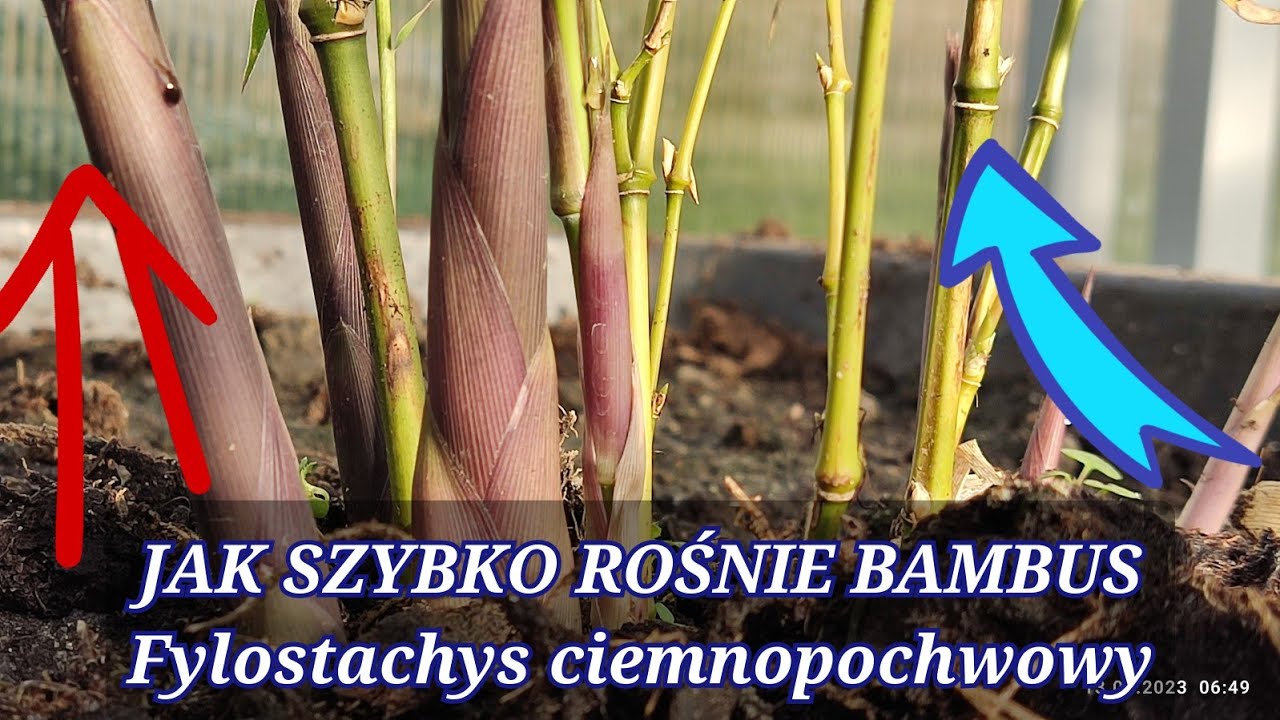 Jak szybko rośnie bambus drzewiasty fylostachys ciemnopochwowy i złotobruzdowy. Film z mierzeniem 👌